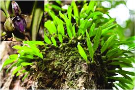 Image result for Bulbophyllum sp. nov