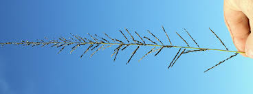 Image result for Sporobolus pyramidalis