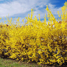 Lynwood Gold Forsythia Shrub Shrubs For Privacy Fast Growing Trees Shrubs For Landscaping