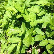 In een mum van tijd verspreidt het zich met zijn kruipende wortels door de tuin. Eetbaar Onkruid Zevenblad If You Cannot Beat It Eat It Veganistisch Koken
