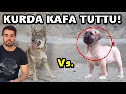 30 Gunluk Kangal Yavrusuna Kurt Sesi Dinlettim Yal Yapimi Youtube