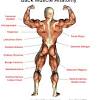 Anatomy of back muscles, back muscles anatomy, back muscles chart, back muscles diagram, back muscles. 1