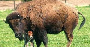 Bison At Standing Rock Those With This Totem Need To Remember To See The Good In All Things And Not Let Their Frustration Store Up Inside Them The Bu Baby Bison Buffalo Animals Wild