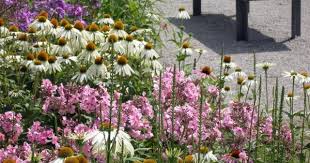 Phlox Gestaltungsideen Furs Beet Garten Pflanzen Bauerngarten Gartengestaltung