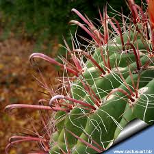 Pima community college of arizona: Ferocactus Wislizenii