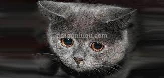 Kedilerde Uyuz Ile Ilgili Gorsel Sonucu Kedi