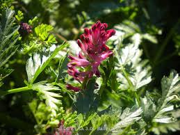 Image result for Fumariaceae