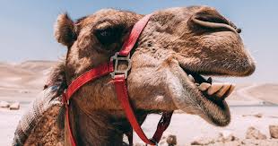Be this as it may, the identification of a north american type of camel from the tertiary strata of eastern europe forms another connecting link between the extinct faunas of the northern half of the old world and north. 40 Best Camel Jokes Puns And One Liners You Ve Ever Herd