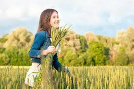 13, 2018 6:43 am et weat soyb weet. 1 618 Picking Wheat Photos Free Royalty Free Stock Photos From Dreamstime