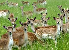 Shounen ga otona was fascinated by the photos and