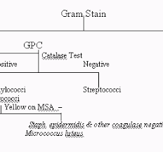 development of a flow chart for identification of