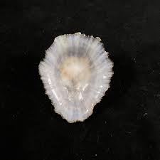 Image result for Patella aspera