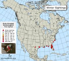 ruby throated hummingbird migration comparative maps