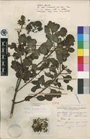 Image result for Clutia