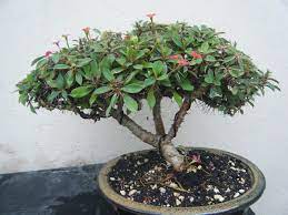 Crown Of Thorns Mini Bonsai Bonsai Crown Of Thorns
