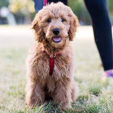 A mix between a golden retriever and a standard poodle, our goldendoodle puppies are laid back and adaptable, perfect for families. The Dogist Goldendoodle Miniature Goldendoodle Mini Goldendoodle