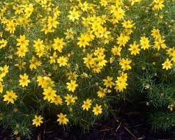 View more colorful tickseed plants from white flower farm. Coreopsis Zagreb Bluestone Perennials