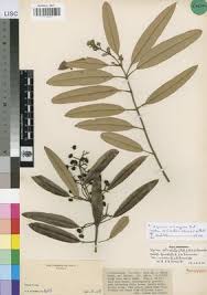 Image result for Ozoroa reticulata