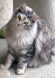 Pretty Dilute Calico Longhair Pretty Cats Kittens Cutest Fluffy Cat