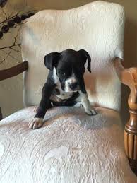 Adopting a dog of any the adoption fee required to adopt a rescued boxer is considered a donation, as we are strictly boxers are late to mature (that means they act like puppies and do not tend to settle down until the. Boxer Puppies Pets And Animals For Sale Wisconsin