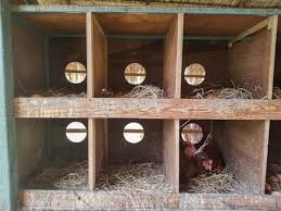 Cleaning traditional hutches the logistics of cleaning out your traditional chicken coop depend on the coop itself, but a rough cleaning guide should be as follows How To Clean Your Chicken Coop Run 9 Tips To Do It Right