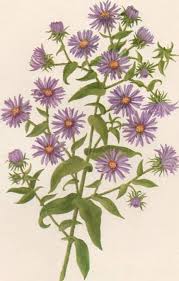 Choose your favorite aster flower designs and purchase them as wall art, home decor, phone cases, tote bags, and more! Image Result For Sea Aster Drawing Botanical Prints Vintage Botanical Prints Vintage Botanical