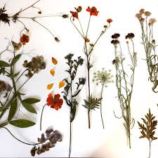 These pressed flowers are from only 99p a pack. 7 Best Flower Pressing Supplies 2020 The Strategist New York Magazine