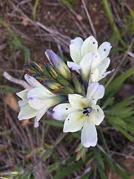 Image result for Babiana bainesii