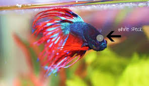 Provide them with a safe, healthy ecosystem. Treating Stubburn Fin Rot In Betta Fish Fish Care