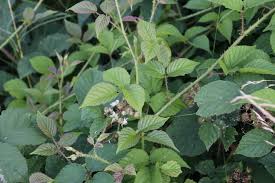 Image result for Rubus runssorensis