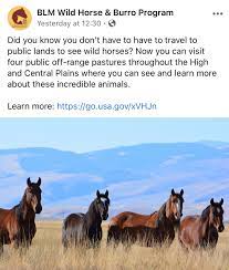 What Makes Wild Horses Wild The Cloud Foundation