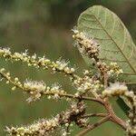 Image result for Allophylus africanus