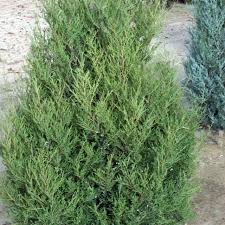 Image result for Juniperus