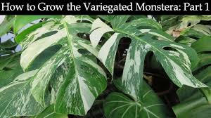 Well you're in luck, because here they come. How To Grow The Variegated Monstera Part 1 Youtube