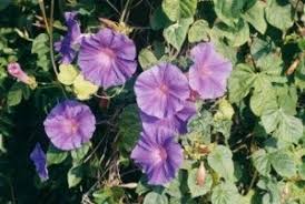 Image result for Ipomoea violacea