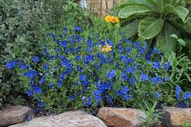 Image result for Anagallis pumila
