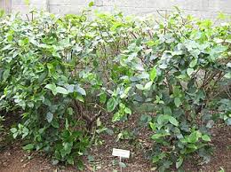 Image result for Rogiera amoena