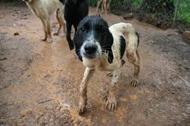 Ahs is committed to finding homes for all adoptable pets. Rescue Puppies Atlanta Humane Society