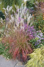 Image result for Miscanthus sinensis