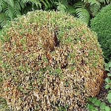 Die 3 Besten Hausmittel Gegen Buchsbaumzunsler Buchsbaumzunsler Pflanzen Buchsbaum Garten