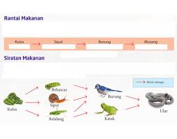 Ini ialah video pengenalan bagi modul yang bertajuk kitar karbon dan kitar oksigen dalam subjek sains tingkatan 2. Bab 2 Ekosistem Rantai Dan Siratan Makanan
