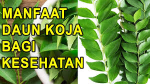 Masakan kari mengandung rempah yang bermanfaat sebagai antiinflamasi untuk mendetoksi tubuh. Manfaat Daun Koja Daun Kari Bagi Kesehatan Youtube