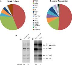 Bosso, 48, 15030, villanova monferrato, piemonte e controlla anche gli altri dettagli, come ad esempio: Increased Prevalence Of Congenital Heart Disease In Children With Diamond Blackfan Anemia Suggests Unrecognized Diamond Blackfan Anemia As A Cause Of Congenital Heart Disease In The General Population Circulation Genomic And