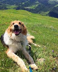 Sunol and little yosemite,day 5. Woof It Up At Little Yosemite