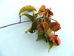 Image result for Combretum celastroides