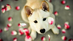 Cute Puppy Wallpapers For Girls Browse a wide range of dog images and find high quality and professional pictures you can use for free.