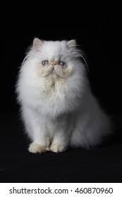 Petted wellness plans are based on a 12 month term but we do realize that sometimes situations occur that are beyond your control and you might need to cancel your wellness plan. Red Point Himalayan Persian Cat On Stock Photo Edit Now 460870960