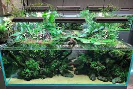 the best to ever do it the og s from their showroom so much going on above and below that is perfect light colored substrate aquascaping akvaryum tasarim