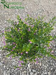 Image result for Cuphea hyssopifolia