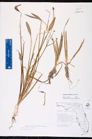 Image result for Fuirena sagittata